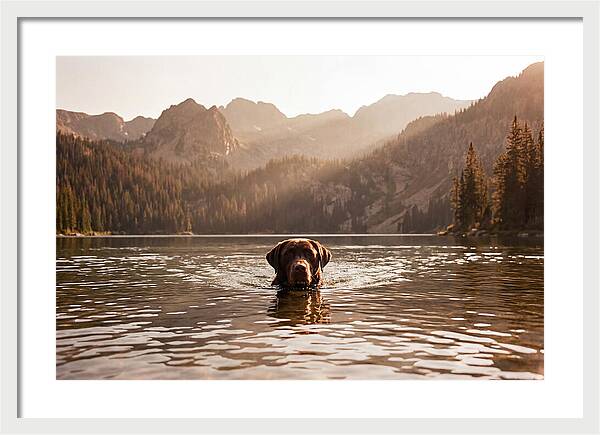 Chocolate Labrador Swimming In Mountain Lake