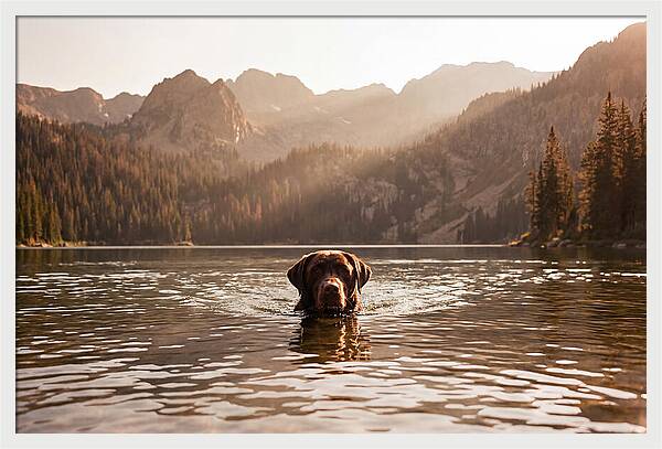 Chocolate Labrador Swimming In Mountain Lake