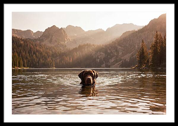 Chocolate Labrador Swimming In Mountain Lake
