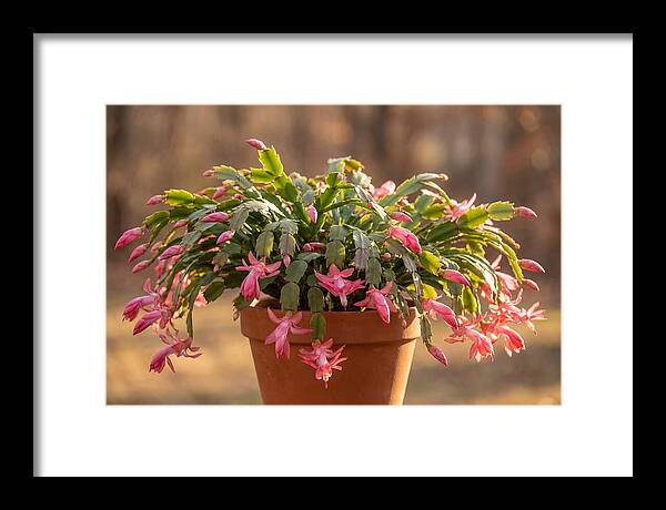 Christmas Cactus In Bloom