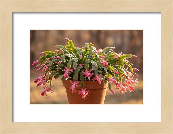 Christmas Cactus In Bloom