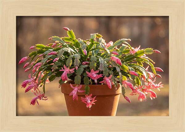 Christmas Cactus In Bloom