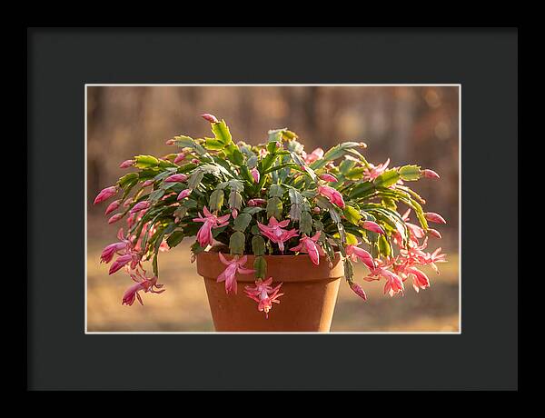Christmas Cactus In Bloom