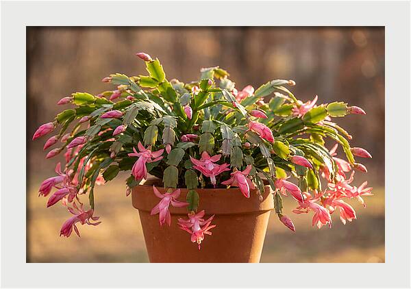 Christmas Cactus In Bloom