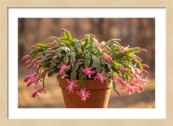 Christmas Cactus In Bloom