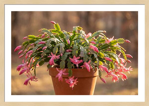 Christmas Cactus In Bloom