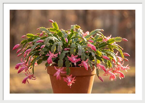Christmas Cactus In Bloom