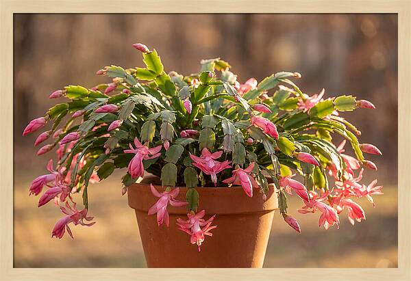 Christmas Cactus In Bloom