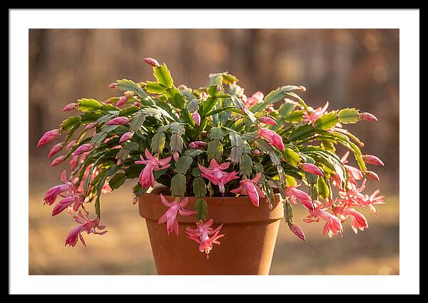Christmas Cactus In Bloom