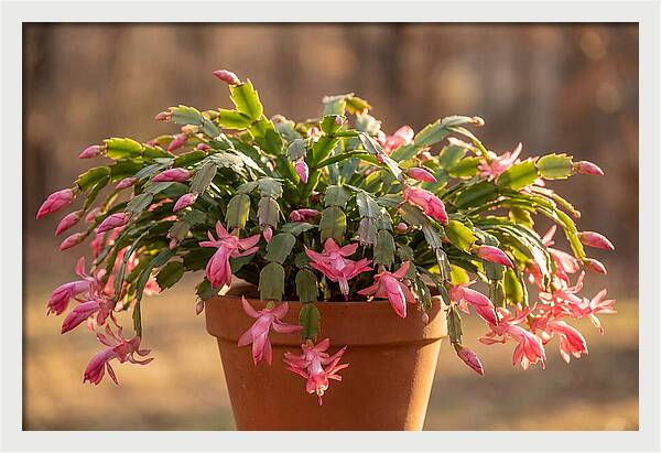 Christmas Cactus In Bloom