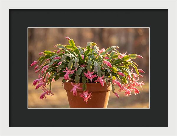 Christmas Cactus In Bloom