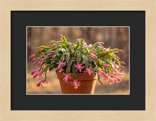 Christmas Cactus In Bloom
