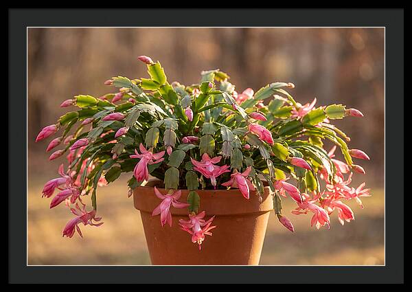 Christmas Cactus In Bloom
