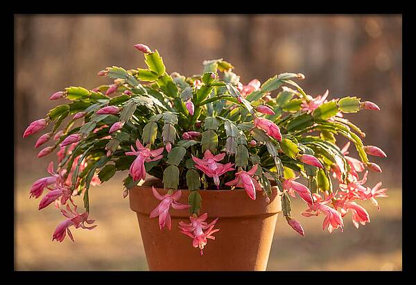 Christmas Cactus In Bloom