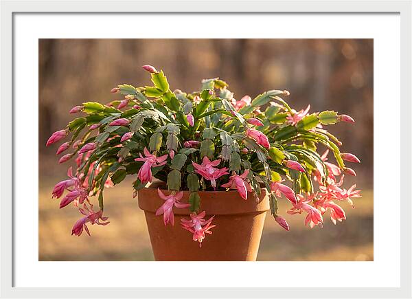 Christmas Cactus In Bloom