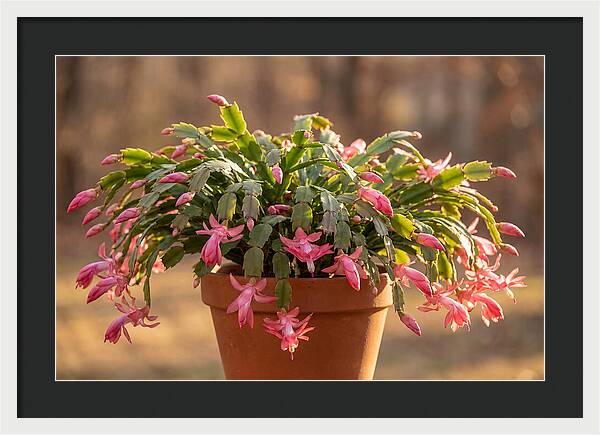 Christmas Cactus In Bloom