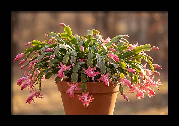 Christmas Cactus In Bloom