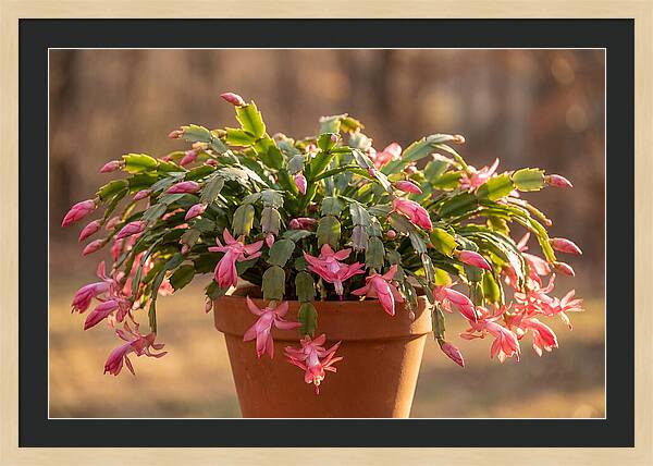 Christmas Cactus In Bloom