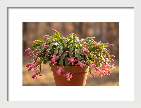 Christmas Cactus In Bloom