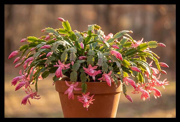Christmas Cactus In Bloom