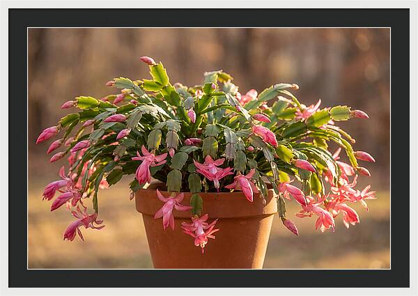 Christmas Cactus In Bloom