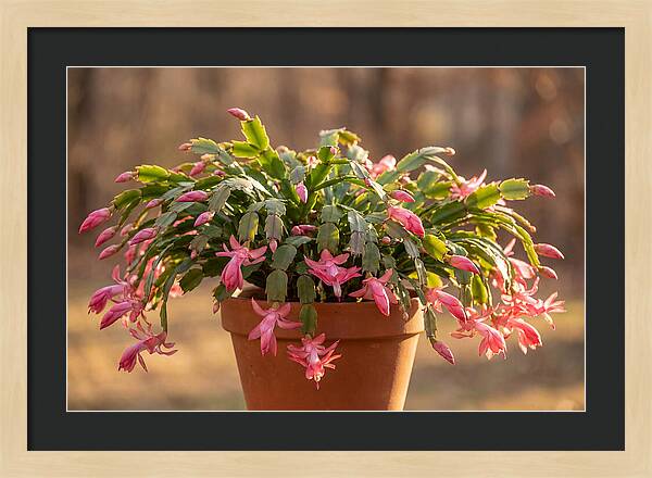 Christmas Cactus In Bloom
