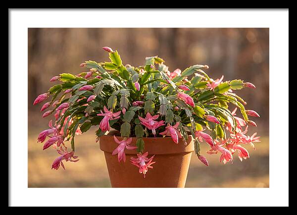 Christmas Cactus In Bloom