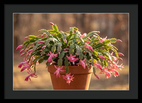 Christmas Cactus In Bloom