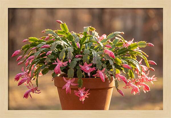 Christmas Cactus In Bloom