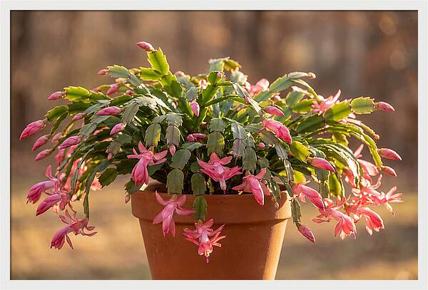 Christmas Cactus In Bloom