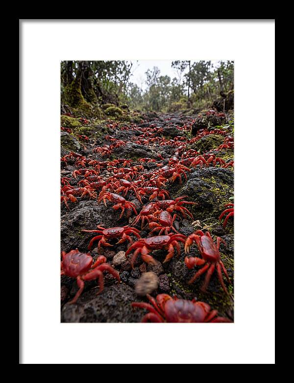 Christmas Island Red Crab Migration