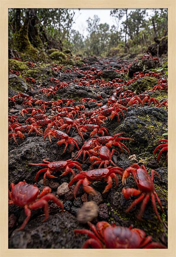 Christmas Island Red Crab Migration