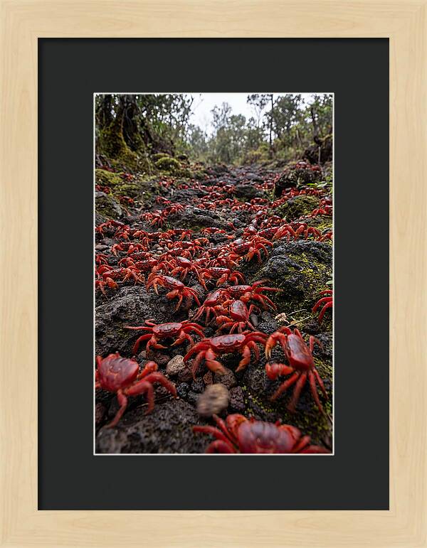 Christmas Island Red Crab Migration
