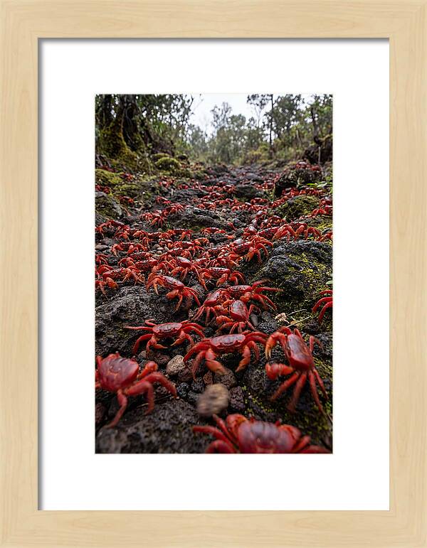 Christmas Island Red Crab Migration