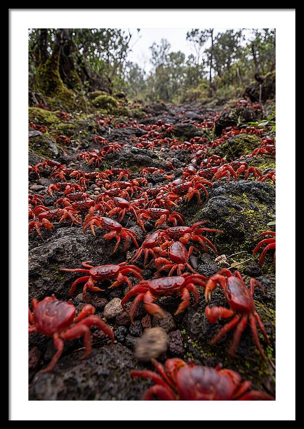 Christmas Island Red Crab Migration
