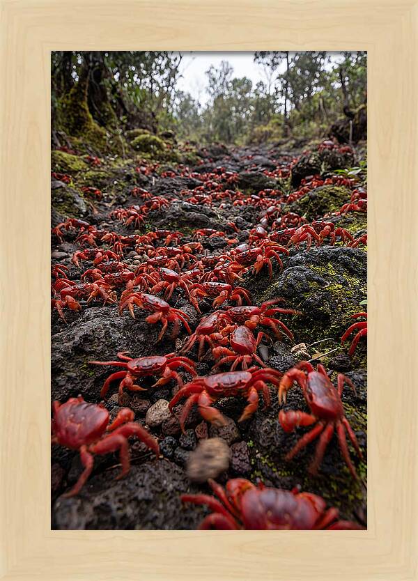 Christmas Island Red Crab Migration