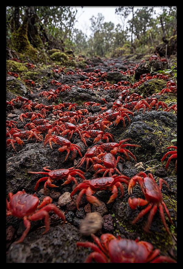 Christmas Island Red Crab Migration