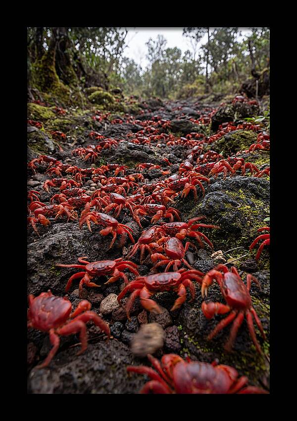 Christmas Island Red Crab Migration