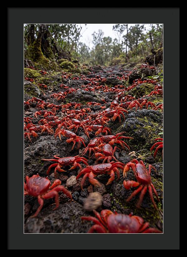 Christmas Island Red Crab Migration