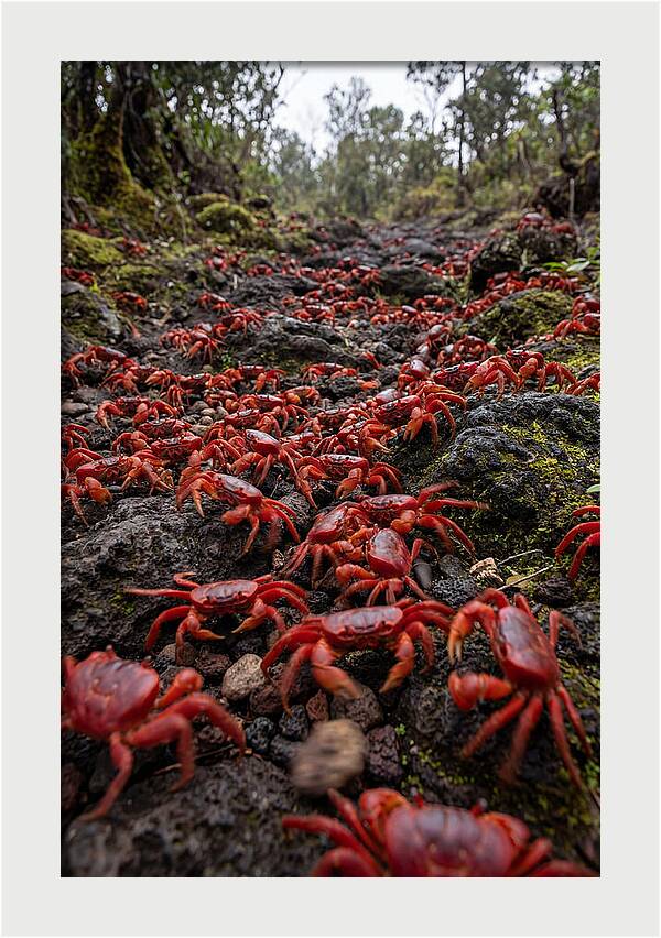 Christmas Island Red Crab Migration