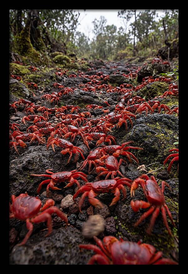 Christmas Island Red Crab Migration