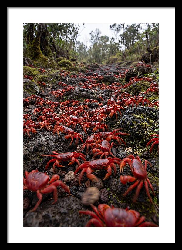 Christmas Island Red Crab Migration