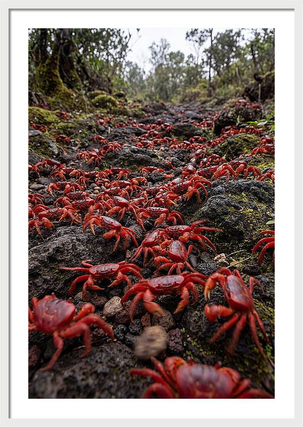 Christmas Island Red Crab Migration
