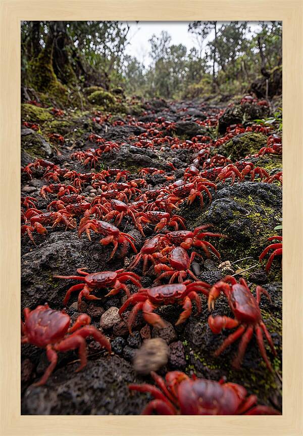 Christmas Island Red Crab Migration