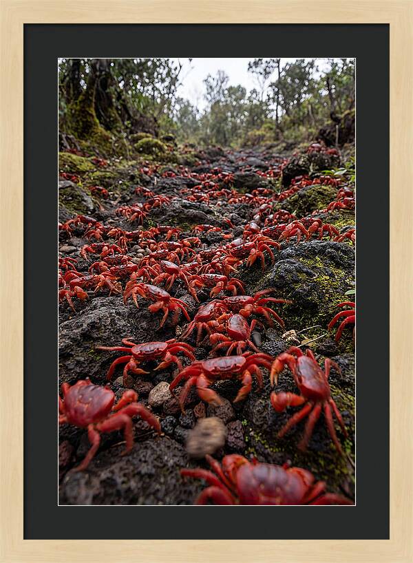 Christmas Island Red Crab Migration