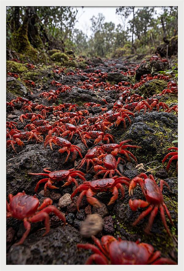 Christmas Island Red Crab Migration