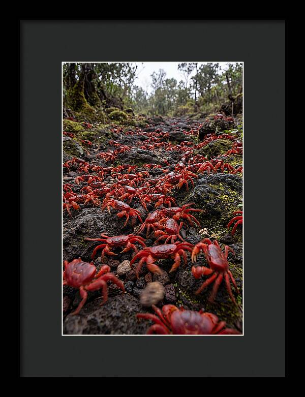 Christmas Island Red Crab Migration