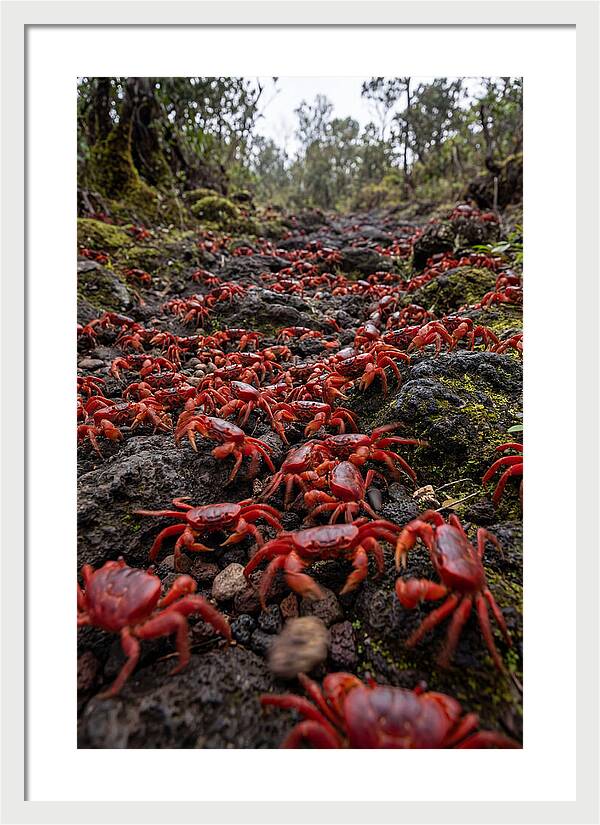 Christmas Island Red Crab Migration