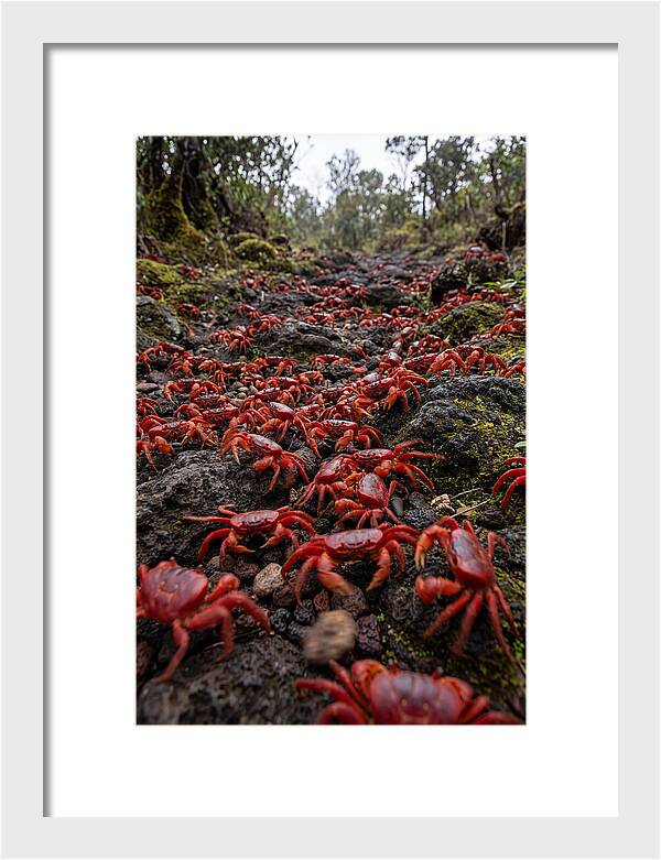 Christmas Island Red Crab Migration