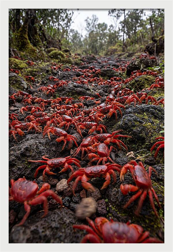 Christmas Island Red Crab Migration